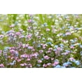 thumbnail image 6 of 100 Mixed FORGET ME NOT Pink Blue White Mix Myosotis Alpestris Flower Seeds *Flat Shipping, 6 of 10