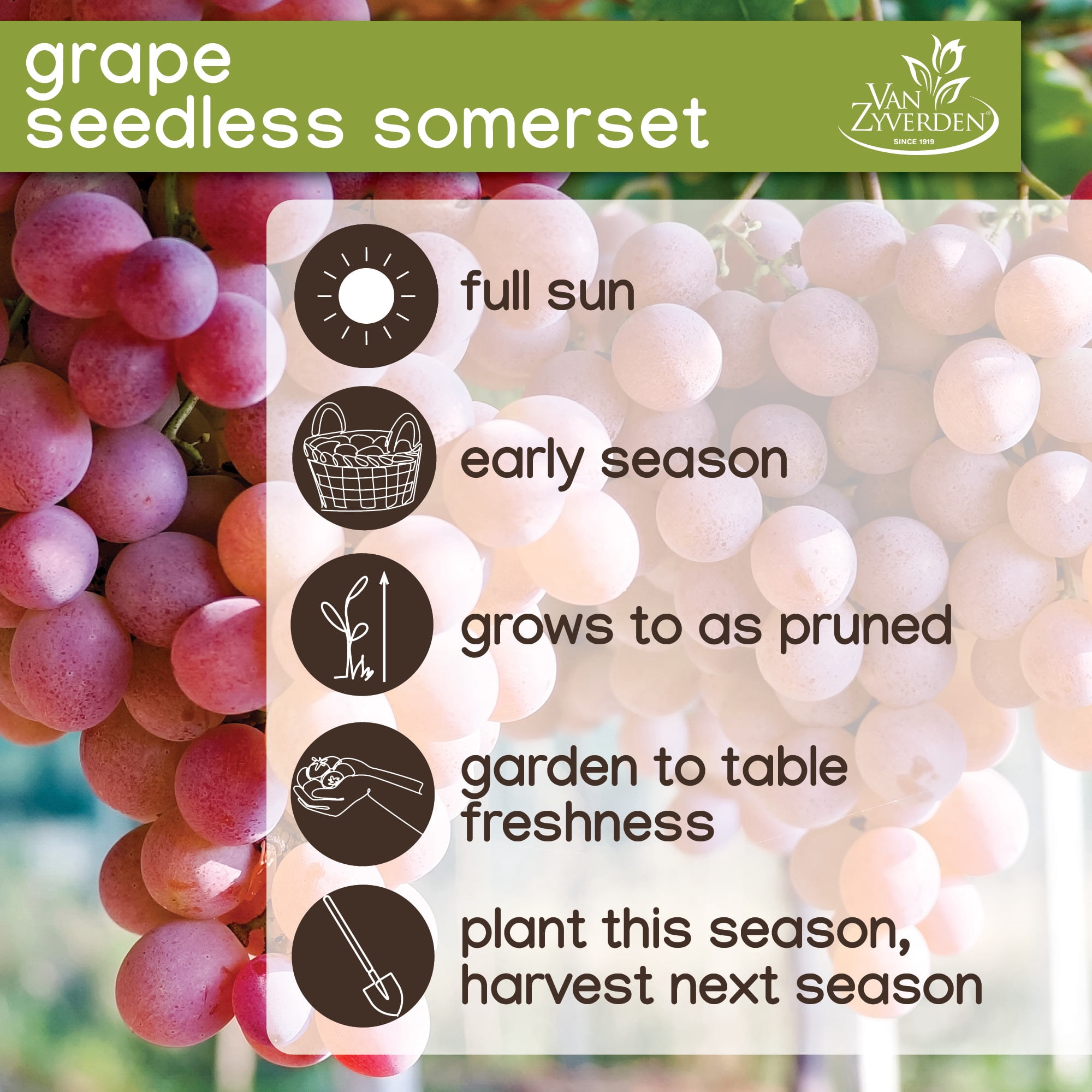 Expert Gardener Somerset Seedless Red Grape Plant - 1 Dormant Bare Root, Full Sun, Perennial
