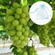 thumbnail image 4 of Bolsa de protección de uva impermeable para jardín, bolsa de malla para Control de plagas de frutas y verduras Tmvgtek Oficina Multiescena Multifunción, 4 of 9