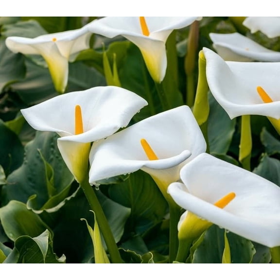 3 White Calla Lily Bulbs for Planting - Big Healthy Bulbs for Growing