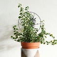 thumbnail image 5 of Moon Phase Trellis Indoor Plant Trellis Climbing Plant Mini Garden Trellis For Potted Plant Houseplant Metal Wire Trellis Pot Trellis, 5 of 9