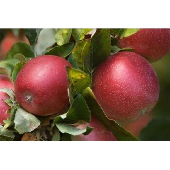 Posterazzi PDDCN02RTI0077 Apples Okanagan Valley British Columbia Canada Na Poster Print by Rob Tilley - 26 x 18 in.