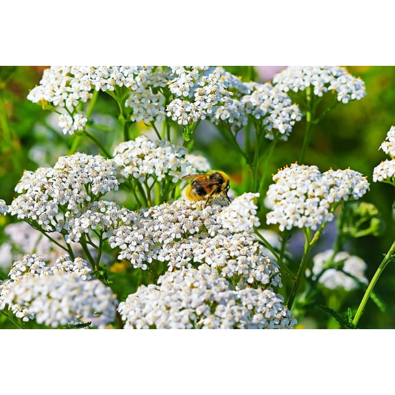 1000 WHITE YARROW Achillea Millefolium Flower Seeds