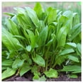 thumbnail image 4 of Everwilde Farms - 1000 Large Leaf Sorrel Herb Seeds - Gold Vault Jumbo Bulk Seed Packet, 4 of 5