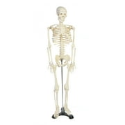Skeleton Model for the study of physiology. Size 34inches or 85cm with support stand.