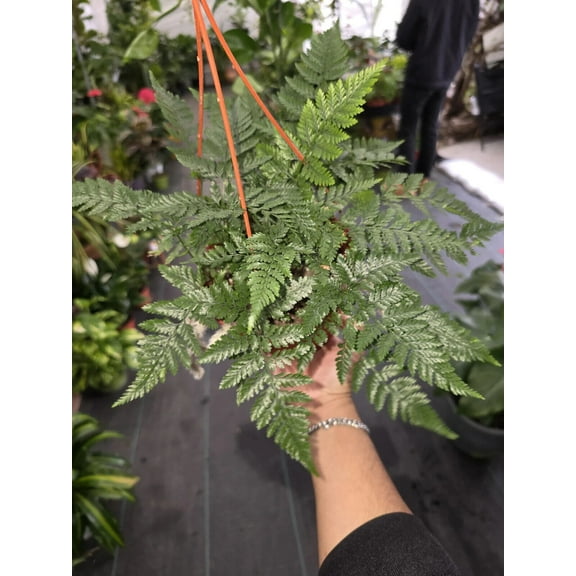 6 inch Pot - Davallia fejeensis 'Major' Fern hanging pot - Live Plant [#014]