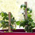 thumbnail image 4 of 2pcs plant holder Monstera Plant Holder For Indoor Plants Climbing Up Moss Rods, 4 of 4