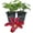 2 Plants, variant on Clematis Gravetye Beauty - 4 Live Starter Plants in 2 Inch Growers Pots - Starter Plants Ready for The Garden - Rare Clematis for Collectors