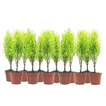 12-PK Live Dwarf Lemon Cypress, Cupressus macrocarpa ‘Goldcrest Wilma,’ Live Indoor Tree, Houseplant, Garden Plant, Fragrant Plant, 2.5-inch Pot(s)