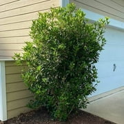 Fragrant Tea Olive Shrub 1 Extra Large 3 Gallon Plant Osmanthus Fragrans Blooming Specimen