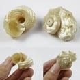 Clerance! Large Frog Snail Shells Conch Natural Seashell Beach T8X9