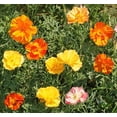 thumbnail image 6 of TomorrowSeeds - Ballerina Mix California Poppy Seeds - 18,000+ Count - For 2026 Planting Crimped, 6 of 9