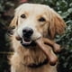 thumbnail image 2 of Juguetes masticables para perros Benebone Wishbone/Dental, duraderos, paquete de 2 unidades, grandes, 2 of 7