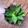 thumbnail image 6 of MicroStarts Live Blue Glow Agave Succulent Plant in 4 inch pot (1 count), 6 of 7