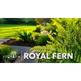 thumbnail image 2 of Royal Fern | 3 Live Plants | Osmunda regalis | Decorative Shade-Loving Perennial | Lush Green Foliage for Moist Gardens & Landscapes, 2 of 6