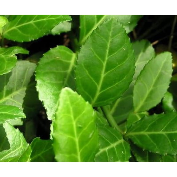 Classy Groundcovers, Euonymus fortunei 'Acutus', E. f. radicans, E. japonicus acutus, E. f. var. acuminatus (25 Pots, 3 1/2 inch square)