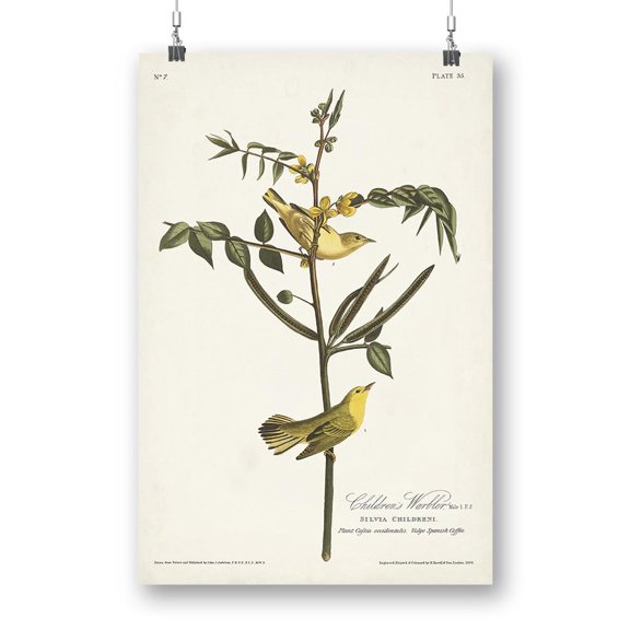 Children's Warbler Poster - John James Audubon Designs,