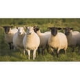 thumbnail image 1 of Posterazzi DPI1877221LARGE Sheep In A Pasture - Yorkshire, England Poster Print, 42 x 22 - Large, 1 of 1