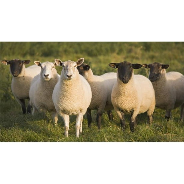 Posterazzi DPI1877221LARGE Moutons dans un Pâturage - Yorkshire, Angleterre Affiche Imprimée, 42 x 22 - Grand