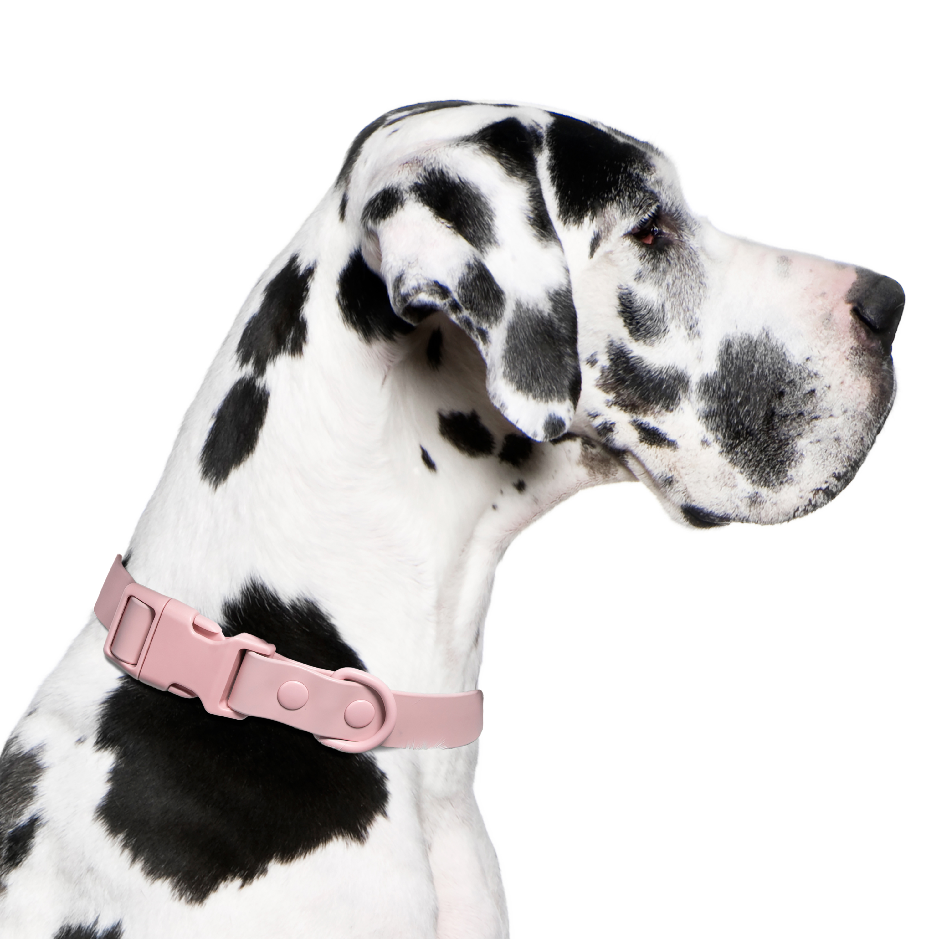 Vibrant Life Water Resistant Adjustable Dog Collar, Pink, XL