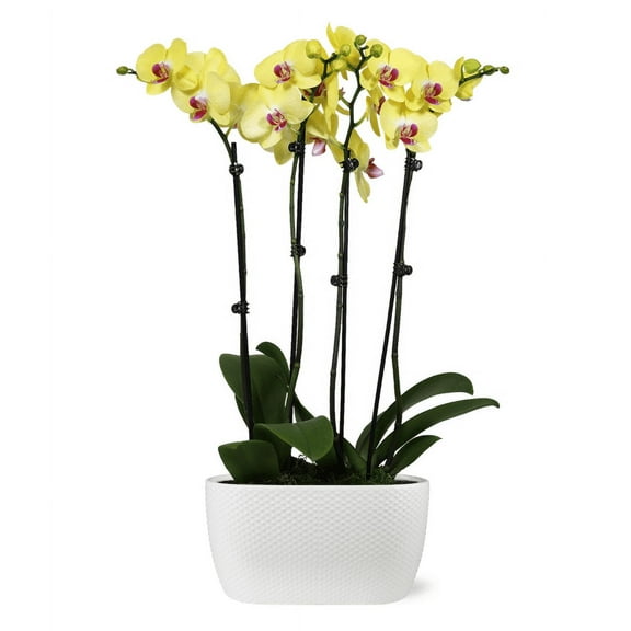 Just Add Ice 16-30" Yellow and Purple Premium Orchid Duo Live Plants in 10" White Dot Ceramic Planter, House Plant