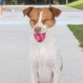 thumbnail image 2 of Pelotas de Tenis chirriantes Best Pet Supplies Alta Resistencia para Perros, 2 of 8