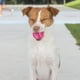 thumbnail image 2 of Pelotas de Tenis chirriantes Best Pet Supplies Alta Resistencia para Perros, 2 of 8