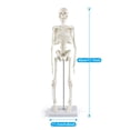 thumbnail image 4 of Modelo de esqueleto humano, breesky, 43 cm, con brazos y piernas móviles, 4 of 6