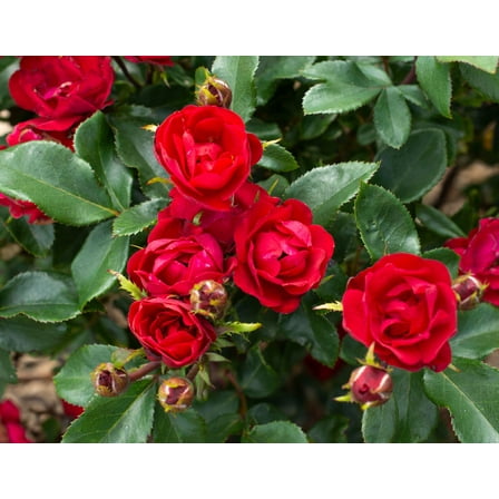 Petite Knock Out® Rose - Live Plant ( 1 QT ) - Full Sun - Miniature Rose - Patio Rose