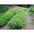 thumbnail image 2 of 5 TEA PLANT Black & Green Drinking Tea Camellia Sinensis Evergreen Tree Shrub Flower Seeds, 2 of 7