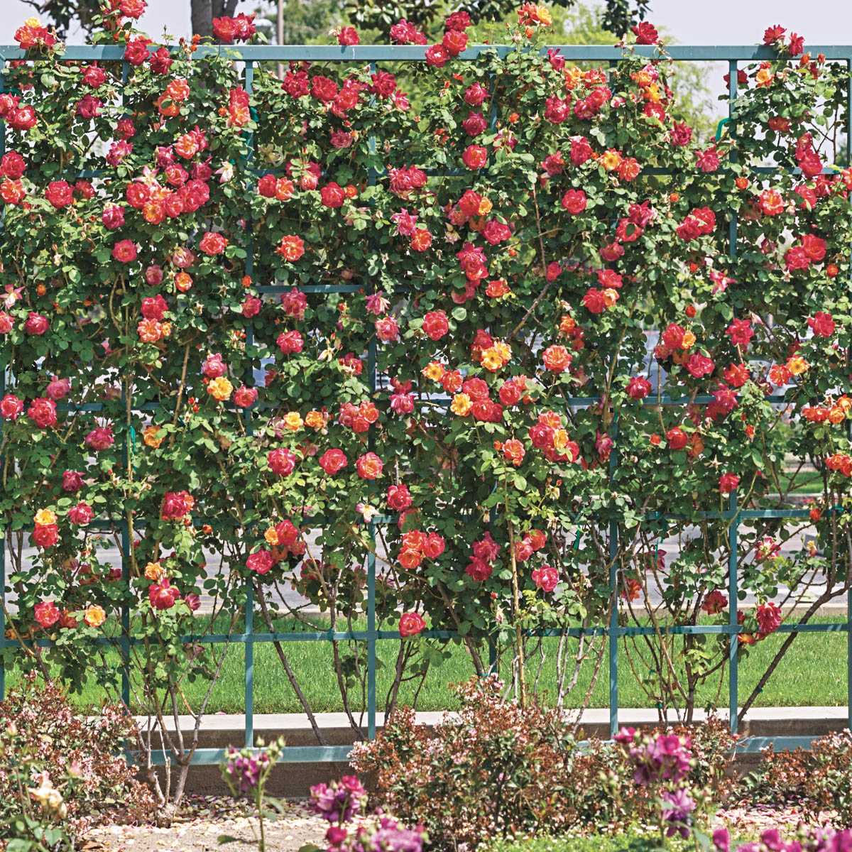 Joseph's Coat Climbing Rose, 3 Gallon Potted Potted Flowering Plant (1-Pack) - image 3 of 4