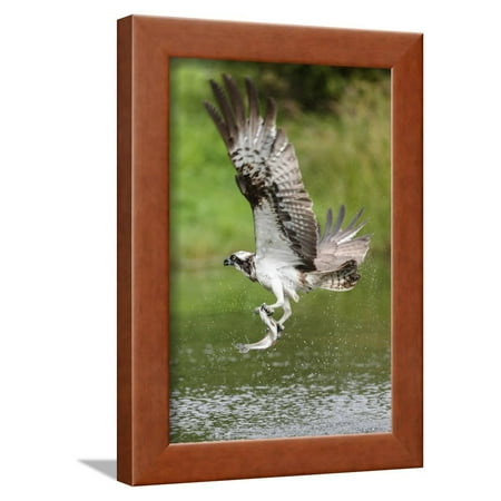 Osprey (Pandion Haliaetus) Flying Above a Pond with a Fish Grasped in its Talons Framed Print Wall Art By Garry