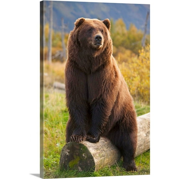 Great BIG Canvas | "A Large Brown Bear Sits On A Log At The Alaska Wildlife Conservation Center" Canvas Wall Art - 16x24