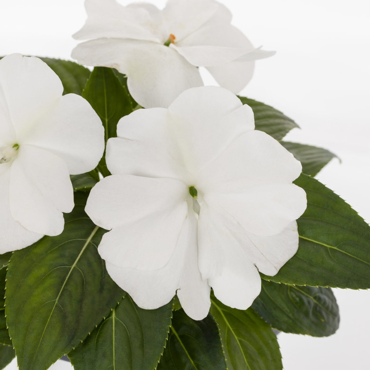 Better Homes & Gardens White New Guinea Impatiens Live Annual Plant, 3-Pack