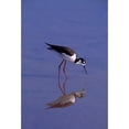 thumbnail image 2 of Posterazzi DPI1783084LARGE Black-Necked Stilt Bird Foraging in Water Poster Print by Natural Selection Anita Weiner, 24 x 36 - Large, 2 of 4