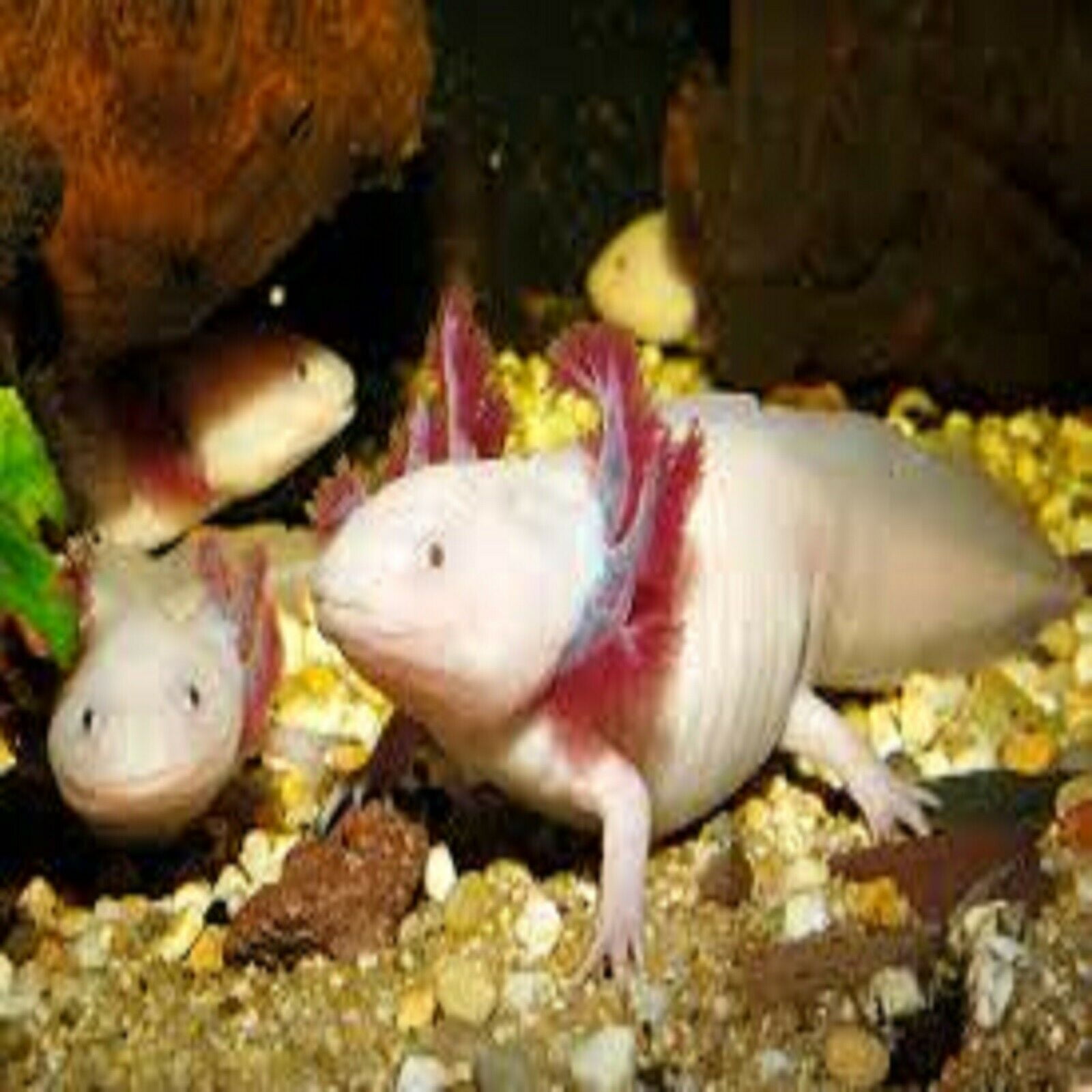 Adult Axolotl Food 1/4" Soft Moist Sinking Pellets for Axolotls, Shrimp, Snails, Large Tropical Fish Rangen Salmon Sinking Pellets. Aquatic Foods Premium Tropical Fish Pellet Foods…5-lbs
