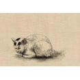 thumbnail image 1 of Domestic cat-Fine Art Canvas Print (20" x 30"), 1 of 1