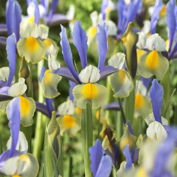 Van Zyverden Dutch Iris Miss Saigon Set of 25 Bulbs Multi-Color Part Sun