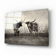 thumbnail image 2 of Epic Art 'Longhorns' by Debra Van Swearingen, Acrylic Glass Wall Art, 16"x12", 2 of 8