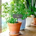 thumbnail image 2 of Spring Saving Clearance SHENGXINY Metal Plant Tags Metal Seed And Plant Markers - Indoor Outdoor Seed And Plant Garden Stakes - Stylish Fruit And Vegetable Seed Tags - Durable Plant Labels For Pots, 2 of 3
