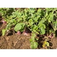 thumbnail image 2 of 3000 LAURENTIAN RUTABAGA Brassica Napus Vegetable Seeds, 2 of 7