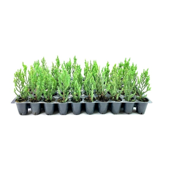 Florida Foliage Blue Point Juniper  30 Live Trees  Juniperus Chinensis  Drought Tolerant Low Maintenance Evergreen Plants
