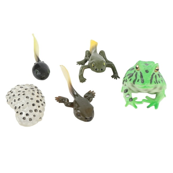 Tadpole Growth Cycle, Tadpole Life Cycle Model Set 5 Pcs Educational Play for Home Office Party Decoration