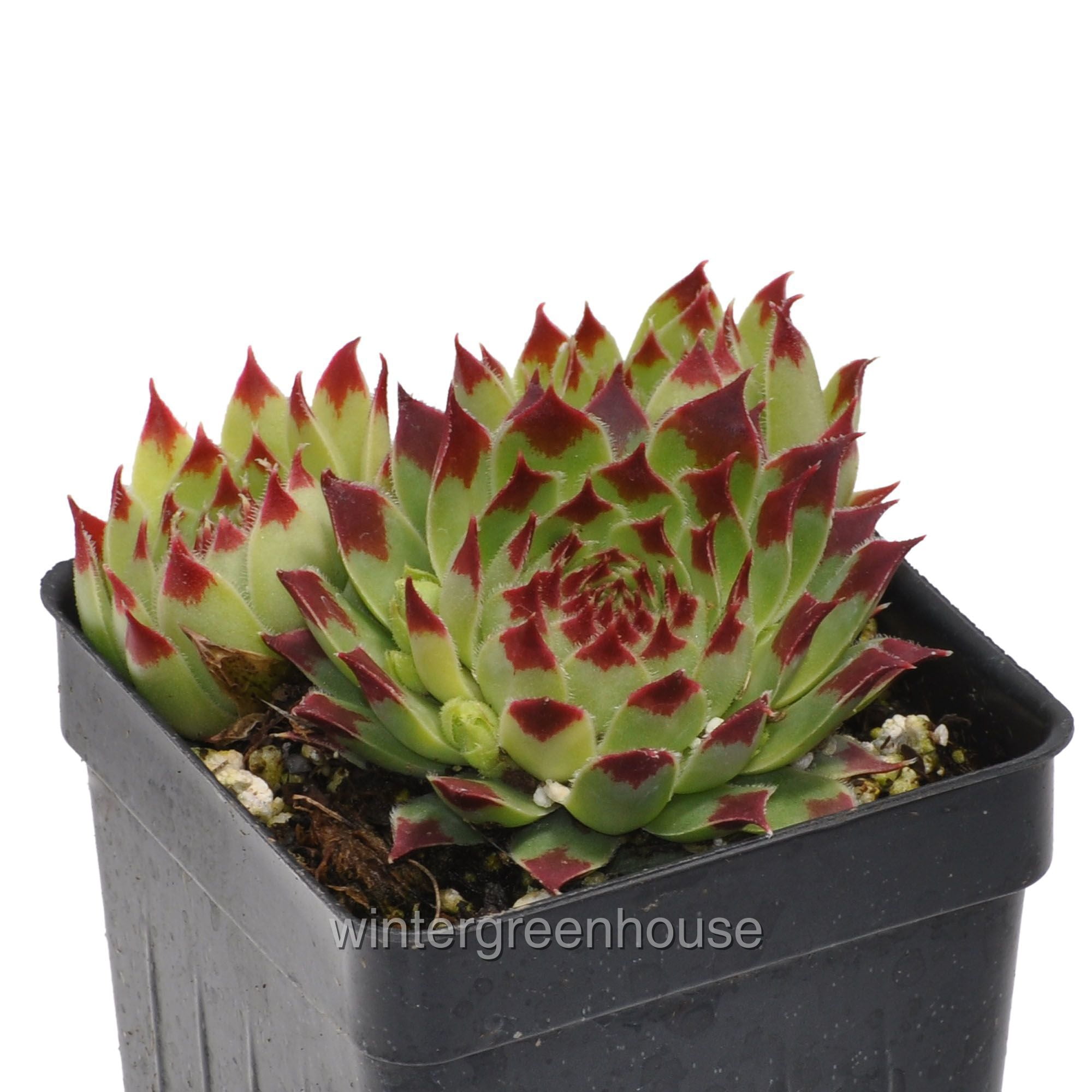 SEMPERVIVUMS HEN & CHICK FAIRY ROCK GARDEN COLD HARDY FULL SUN ROOTED STAY SMALL 