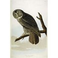 thumbnail image 2 of Great Cinereous Owl Poster Print by  John James Audubon, 2 of 2