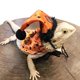 thumbnail image 2 of Conjunto de disfraz de lagarto ajustable, sombrero de dragón barbudo para Halloween y capa naranja con estampado de calabaza, suave y cómodo, 2 of 5