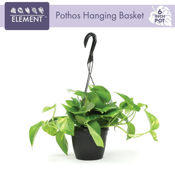 Element By Altman Plants 6" Golden Pothos Plant Live in Hanging Planter