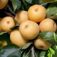 thumbnail image 2 of 20th Century Asian Pear Live Tree – 5 Gallon, 2 of 5