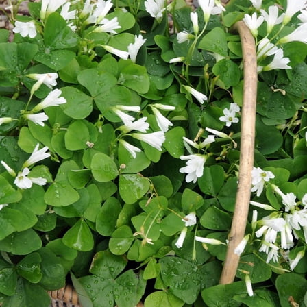 Lucky Green Shamrock - White Flowers/Edible Leaves - Oxalis regnelli - 10 Bulbs