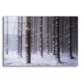 thumbnail image 1 of Epic Art 'Red Woods' by Martin Podt, Acrylic Glass Wall Art, 24"x16", 1 of 8